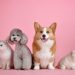 pets, cat, dog
