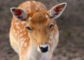 animal, fallow deer, species