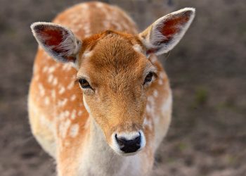 animal, fallow deer, species