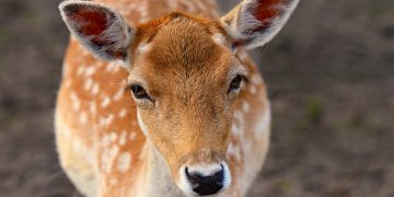 animal, fallow deer, species