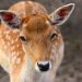 animal, fallow deer, species