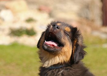 animal, puppy, nature