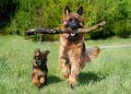 shepherd dog, dog, nature