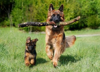 shepherd dog, dog, nature