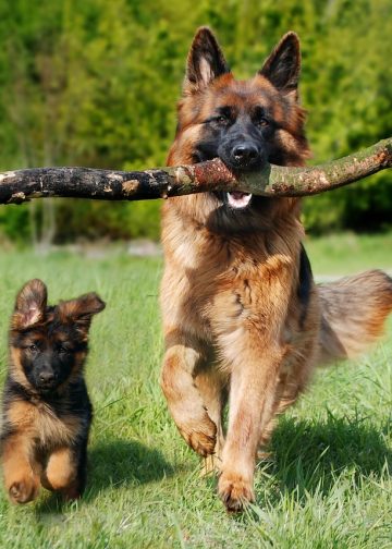 shepherd dog, dog, nature