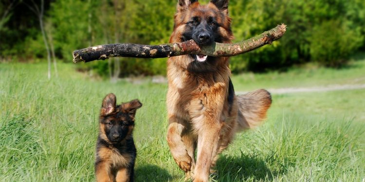 shepherd dog, dog, nature