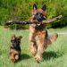 shepherd dog, dog, nature
