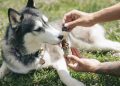 dog, husky, cbd oil