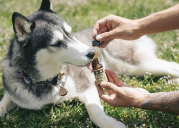 dog, husky, cbd oil