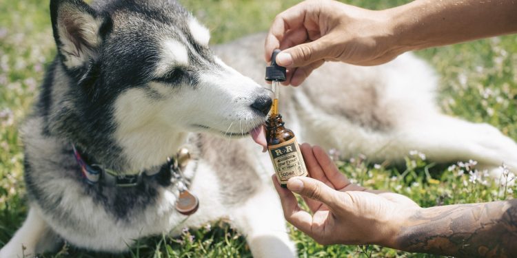 dog, husky, cbd oil