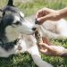 dog, husky, cbd oil