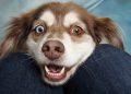 dog, pet, canine
