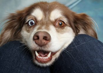 dog, pet, canine