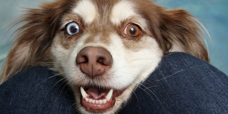 dog, pet, canine