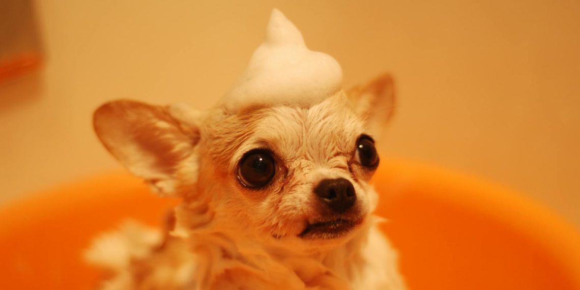 Cute chihuahua dog enjoys bath with playful foam hat in orange tub.