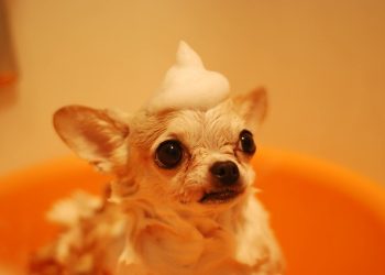 Cute chihuahua dog enjoys bath with playful foam hat in orange tub.