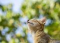 cat, nature, pet