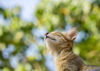 cat, nature, pet