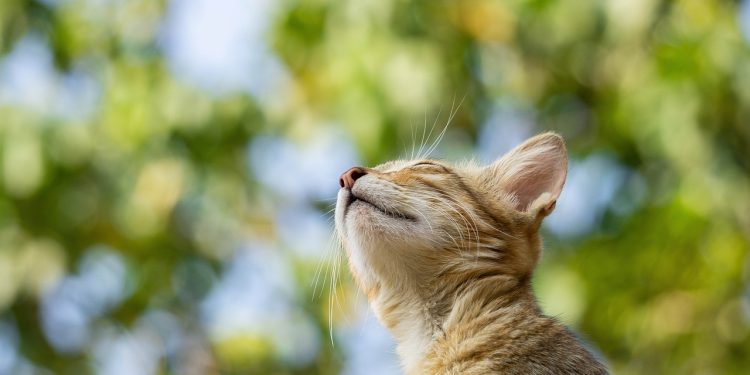 cat, nature, pet