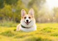 dog, corgi, cute