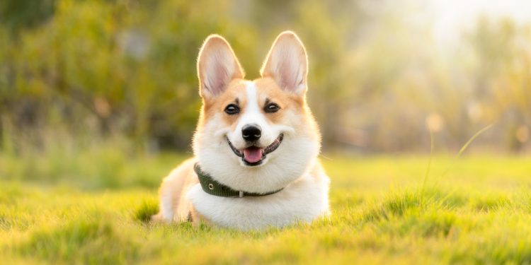 dog, corgi, cute