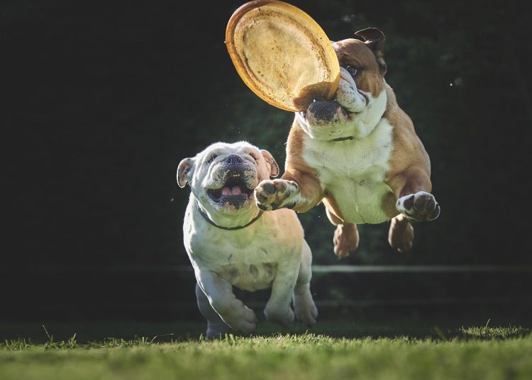 bulldog, dog, jump