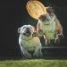 bulldog, dog, jump