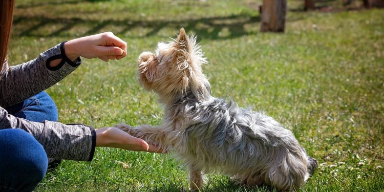 dog training, dog, animal