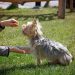 dog training, dog, animal