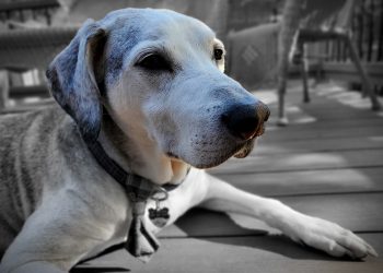 dog, dog outside, senior dog