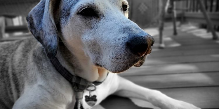 dog, dog outside, senior dog