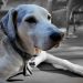 dog, dog outside, senior dog