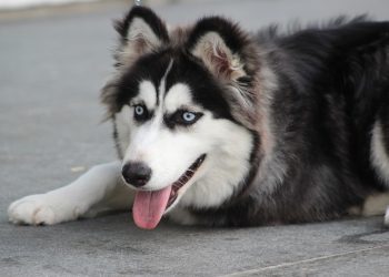 beautiful dog, siberian husky, long coated