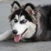 beautiful dog, siberian husky, long coated