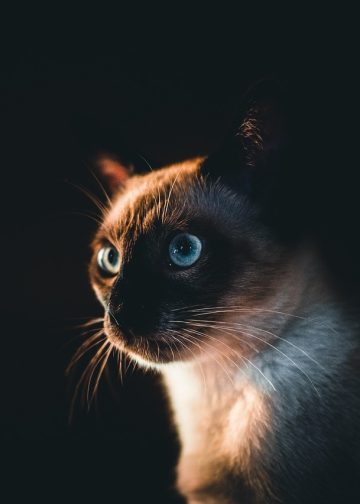 siamese cat, cat, pet
