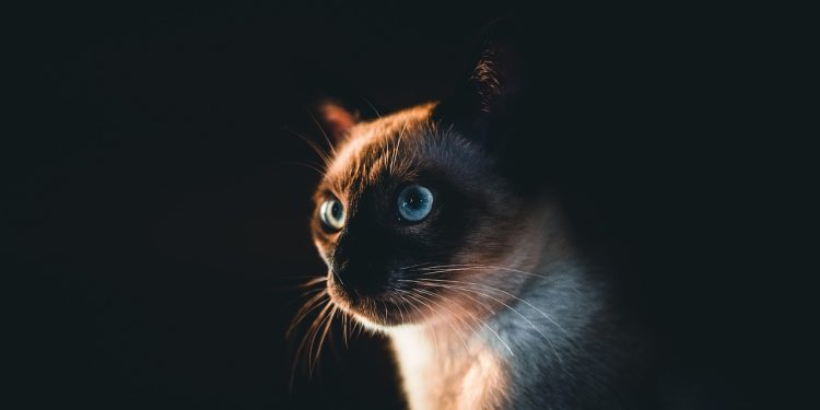 siamese cat, cat, pet