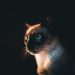 siamese cat, cat, pet