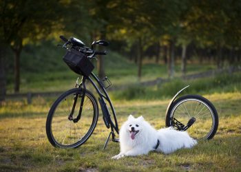 dog, scooter, bicycle