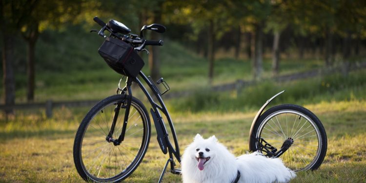 dog, scooter, bicycle