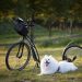 dog, scooter, bicycle