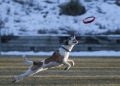 dog, fetch, play