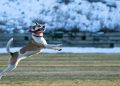 dog, fetch, play