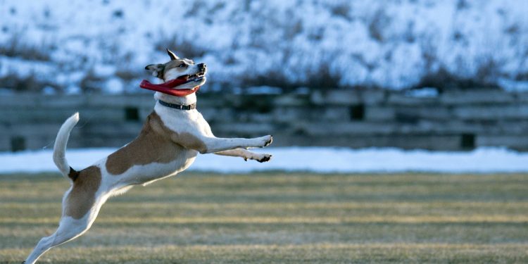 dog, fetch, play