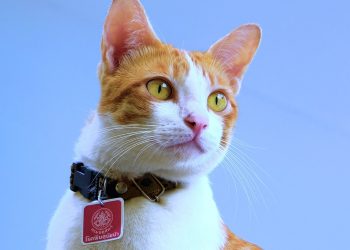 cat, pet, collar
