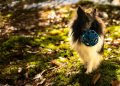 dog, fetch, ball