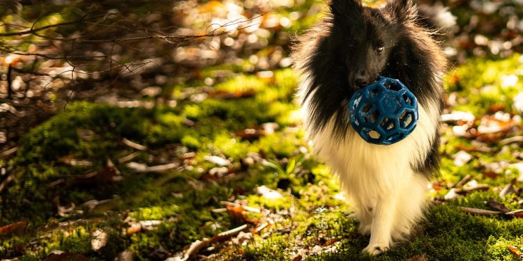 dog, fetch, ball