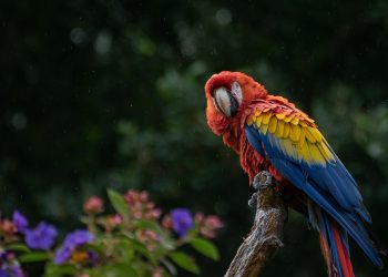 macaw, parrot, bird