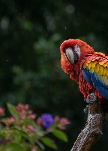 macaw, parrot, bird