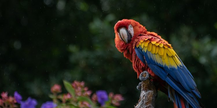 macaw, parrot, bird