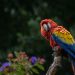 macaw, parrot, bird
